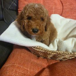 Tide (Brown boy) - Apricot male Poodle puppy in Griswold, Connecticut from Flatrock Kennels of CT