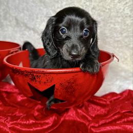 Red - Black male Dachshund puppy in South Willard, Utah from Doxies in the Sun