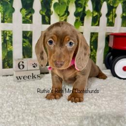 Mocha - Chocolate and tan female Dachshund puppy in Lakeland, Florida from Ruthie’s Rich Mini Dachshunds