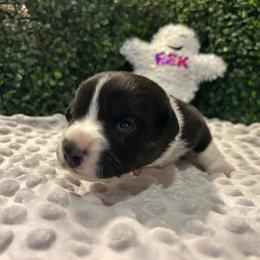 Rizzo - Black and white female Cardigan Welsh Corgi puppy in Clio, Michigan from Old Oak Cardigans