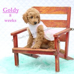 Goldy (girl) Aqua Collar - Apricot female Goldendoodle puppy in Corona, California from Fluffy Puppy Mini Doodles LLC