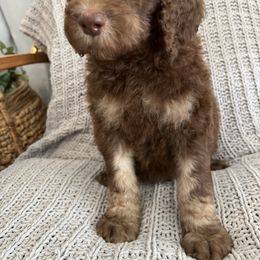 Coffee - Phantom Poodle puppy in Corona, California from Garden Of Poodles