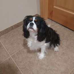 Pebbles - Cavalier King Charles Spaniel