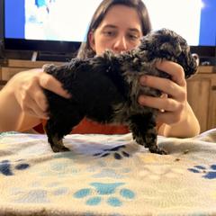 Cirrus - Black merle male Mudi puppy in Franklinville, New Jersey from Velaris