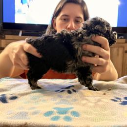 Cirrus - Black merle male Mudi puppy in Franklinville, New Jersey from Velaris