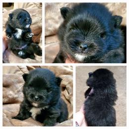Tuxedo Jack - Black male Pomeranian puppy in Forsyth, Illinois from Brenda's Pomeranians - Amazing Grace Pomeranians