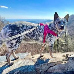Australian Cattle Dogs, Miniature Schnauzers, Pembroke Welsh Corgis, and Toy Australian Shepherds from Blue Creek Farms