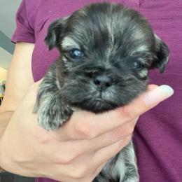Boy 3 - Brindle male Shih Tzu puppy in Silver Spring, Maryland from Saraya’s Shih Tzus