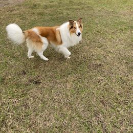 Brenn - Collie