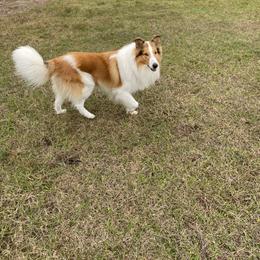 Brenn - Collie