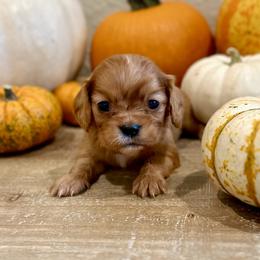 Maple - Ruby Cavalier King Charles Spaniel puppy in Greenwood, Arkansas from Blackberry Patch Farm