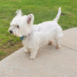 Hopper - West Highland White Terrier