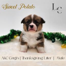 Sweet Potato - Red male Pembroke Welsh Corgi puppy in Pine Village, Indiana from NL Horsemanship
