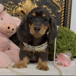 Boy 2 - male Dachshund puppy in Collins, Georgia from Liberty Longhair Dachshunds