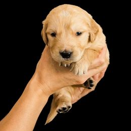 Asher ( Black collar) - Dark golden male Golden Retriever puppy in Oregon from A Goldens First Love