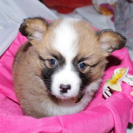 Girl3 (yellow collar) - Red female Pembroke Welsh Corgi puppy in Mountain View, Hawaii from Celtic Corgis