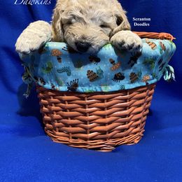 Goldendoodle Puppies from Scranton Goldendoodles
