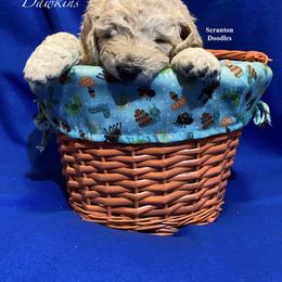 Goldendoodle Puppies from Scranton Goldendoodles