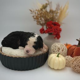 Donner - Bernedoodle puppy from Shadow Kennels
