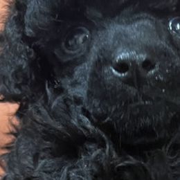 Chinese Cresteds and Poodles from Your Majesty Kennel