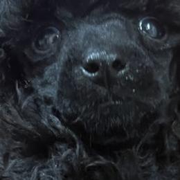 Chinese Cresteds and Poodles from Your Majesty Kennel