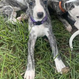 Whippet Puppies from Shannon Whippets