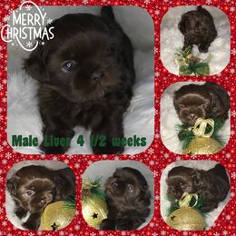 Shih Tzu Puppies from LaDawn’s Little Lions