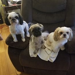 Shih Tzus from Theresa Dickerson