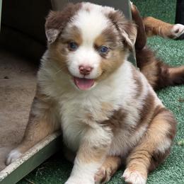 Goose - Red merle male Miniature Australian Shepherd puppy in Spirit Lake, Idaho from Gemstone Ridge Mini Aussies