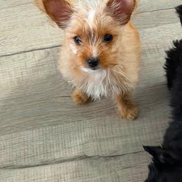 London - Tan female Yorkshire Terrier puppy in Lamar, Missouri from RJ’S Classy Yorkies