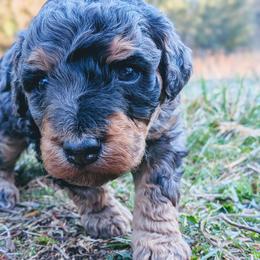 Kevin - Blue merle male Aussiedoodle puppy in Yacolt, Washington from Aussiedoodles by Maggie
