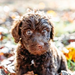 Double Doodle and Labradoodle Puppies from Delightfully Double Doodles