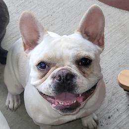 Janis - French Bulldog