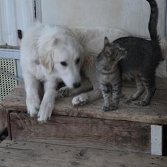 Cinderella - Badger female Colorado Mountain Dog puppy in Chino Valley, Arizona from Big Sky Acres