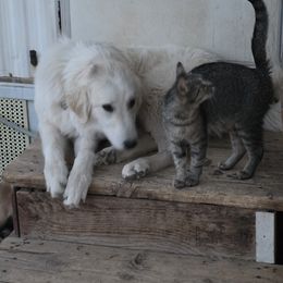 Cinderella - Badger female Colorado Mountain Dog puppy in Chino Valley, Arizona from Big Sky Acres