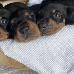Dachshund Puppies from Little Legs Miniature Dachshunds