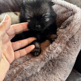 Drogo - Wolf sable male Pomeranian puppy in Harrisonville, Missouri from Cindy's Pomeranians
