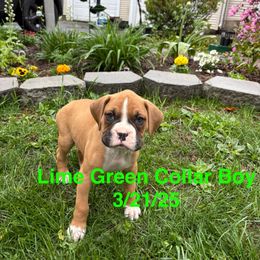 Lime Collar Boy - Fawn Boxer puppy in East Longmeadow, Massachusetts from Boxer Bliss