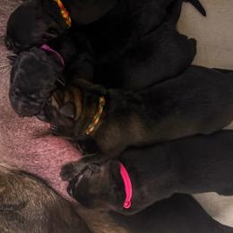 German Shepherd Puppies from Di Massimo Canile