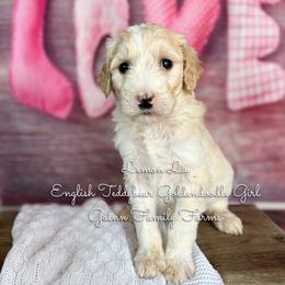Lemon Lu English Teddybear - Parti female Goldendoodle puppy in Grove, Oklahoma from Guinn Family Farms