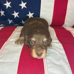 Saucy - Chocolate and cream male Dachshund puppy in Lexington, Oklahoma from BooneDox Miniature Dachshunds