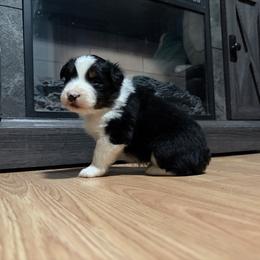 Hans - Black tri-color male Australian Shepherd puppy in Terryville, Connecticut from Spirited Aussies