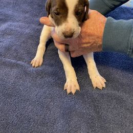 German Shorthaired Pointer Puppies from Albemarle German Shorthaired Pointers