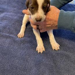 German Shorthaired Pointer Puppies from Albemarle German Shorthaired Pointers