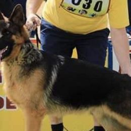 German Shepherds from Vom Casa Plascencia