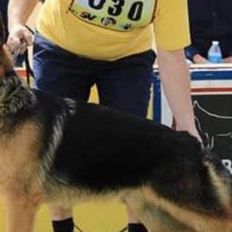 German Shepherds from Vom Casa Plascencia