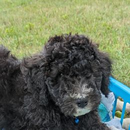 Maine - Goldendoodle puppy in Michigan from Happy Chaos Farm