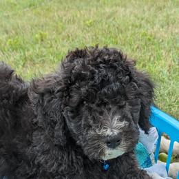 Maine - Goldendoodle puppy in Michigan from Happy Chaos Farm