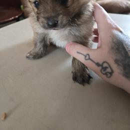 Pomeranian Puppies from Itty bitty friends