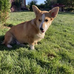 Spot - Pembroke Welsh Corgi puppy in Great Bend, Kansas from Mak-N-Hay Farms